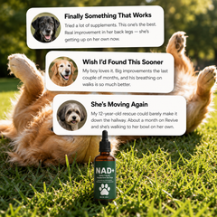 VTLFX NAD+ & NMN Longevity Drops